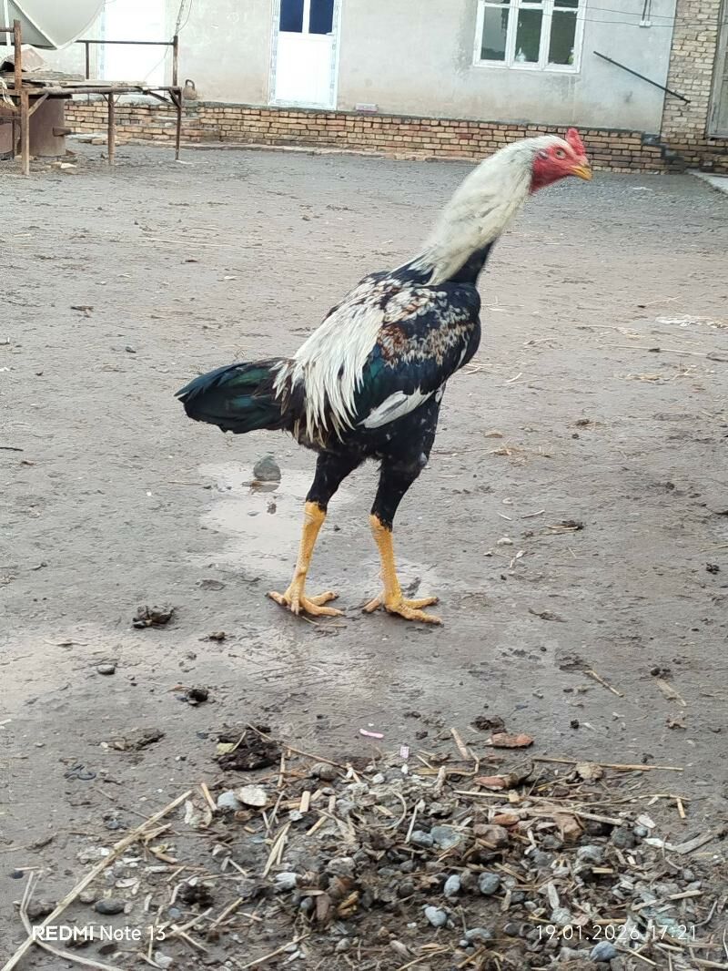 ШАМАН ЖУЖЕ - Türkmenabat - img 1