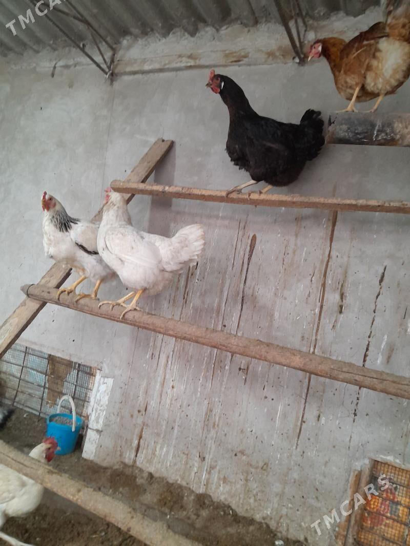 Adler tashkendski horaz towuk - Фарап - img 1