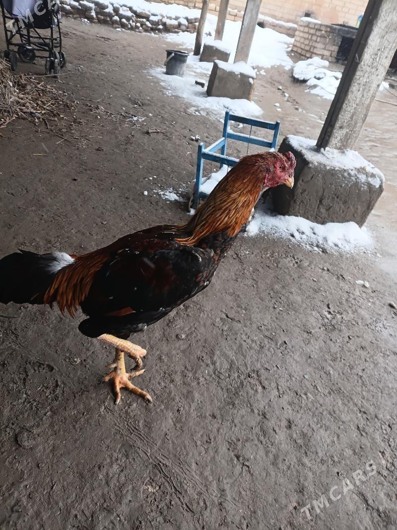 Karey - Халач - img 1