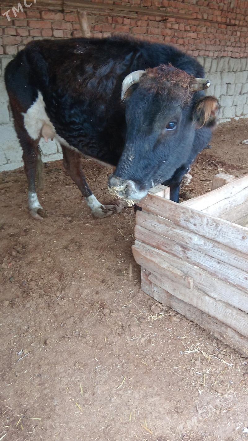 göleli sygyr - Бахарден - img 1