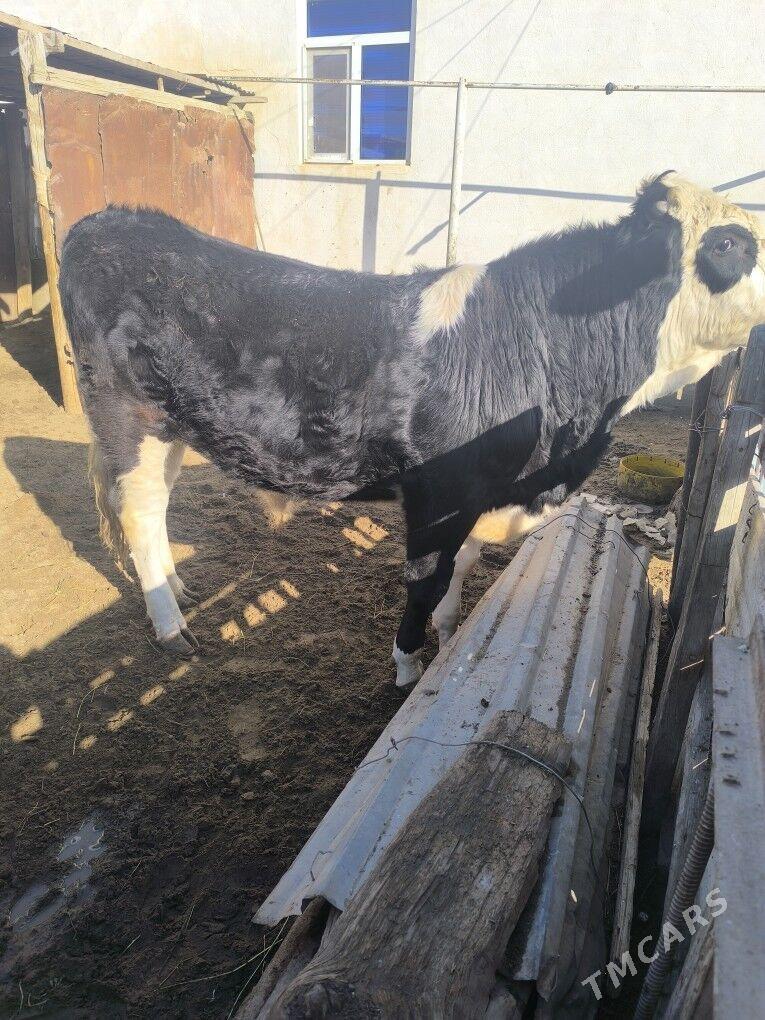 SMENTAL - Gumdag - img 1