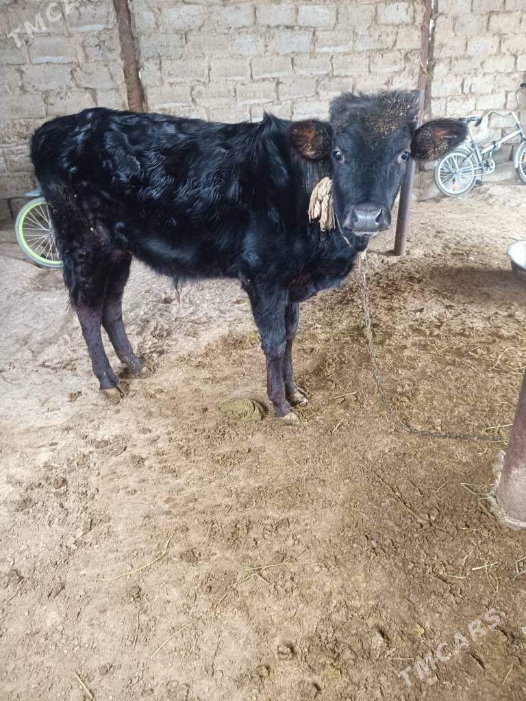 öküz - Ак-Бугдайский этрап - img 1