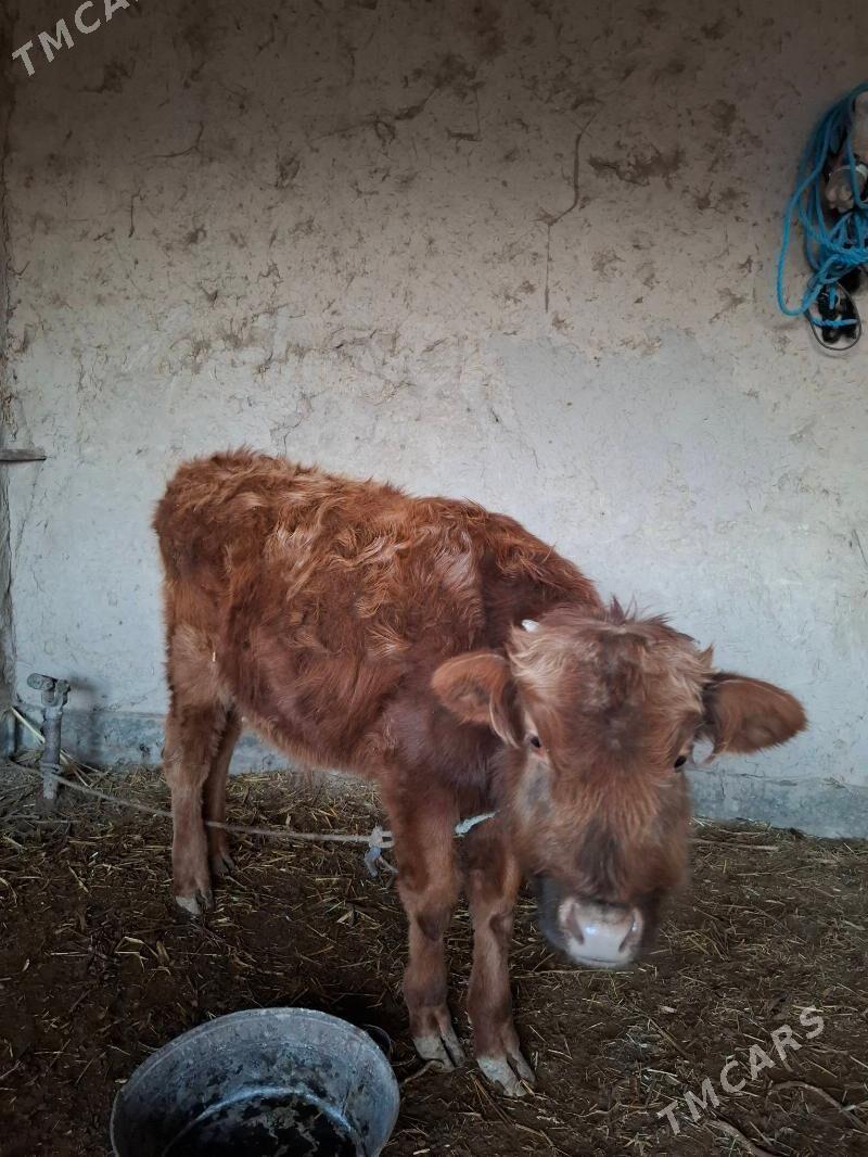 окуз - Boldumsaz - img 1