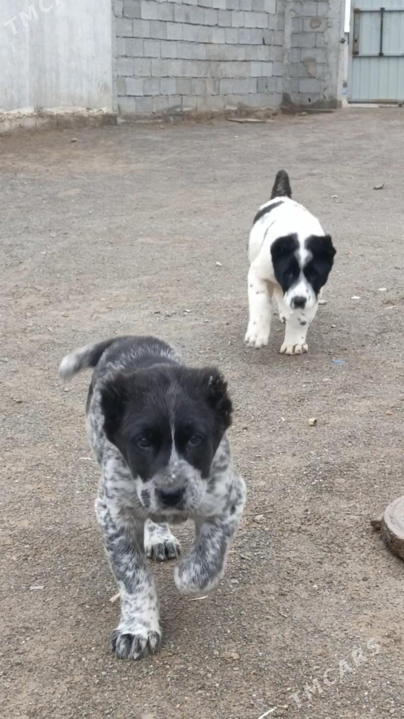 Tm alabaÿ - Ашхабад - img 1