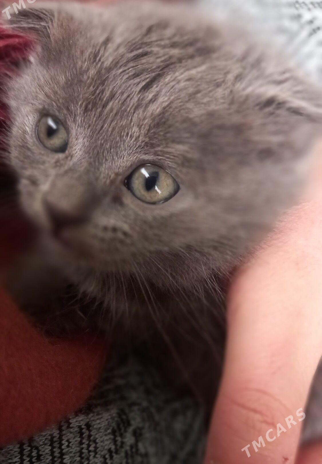 pisik кошка - Aşgabat - img 1