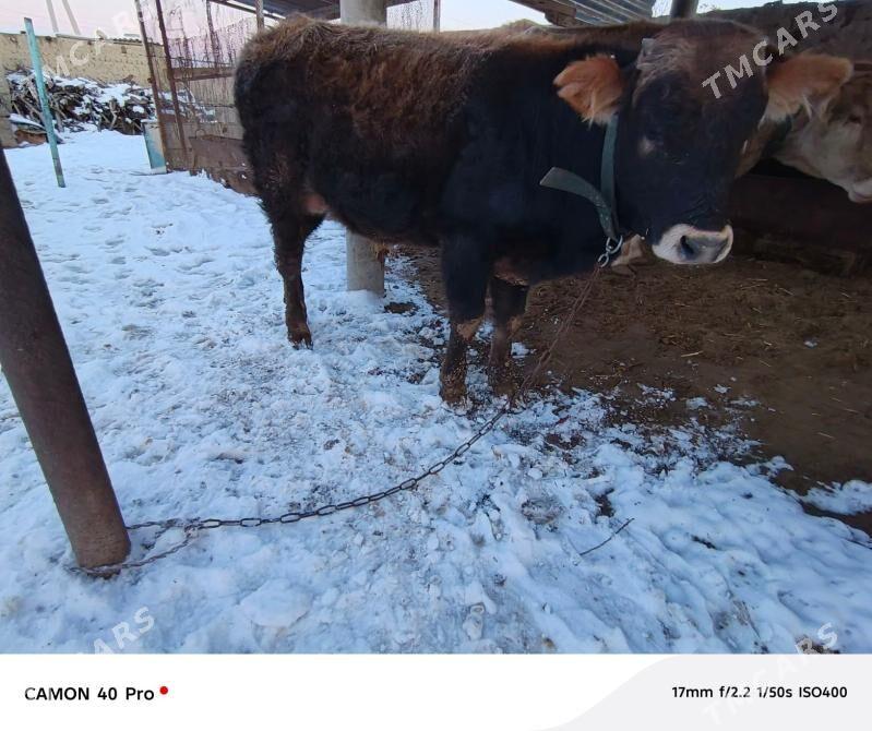 tohum okuz - Бахарден - img 1