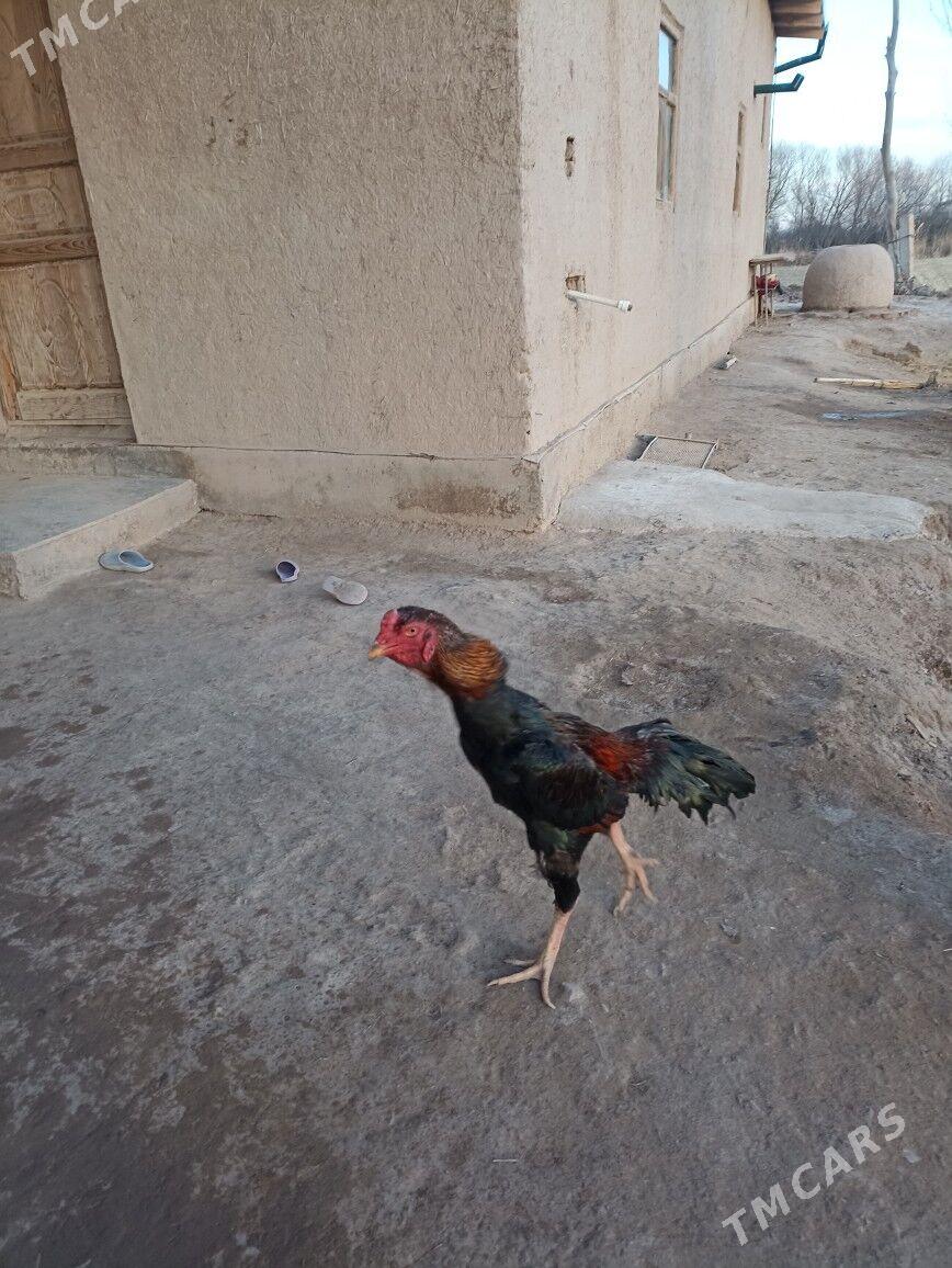 taskent horaz - Gubadag - img 1