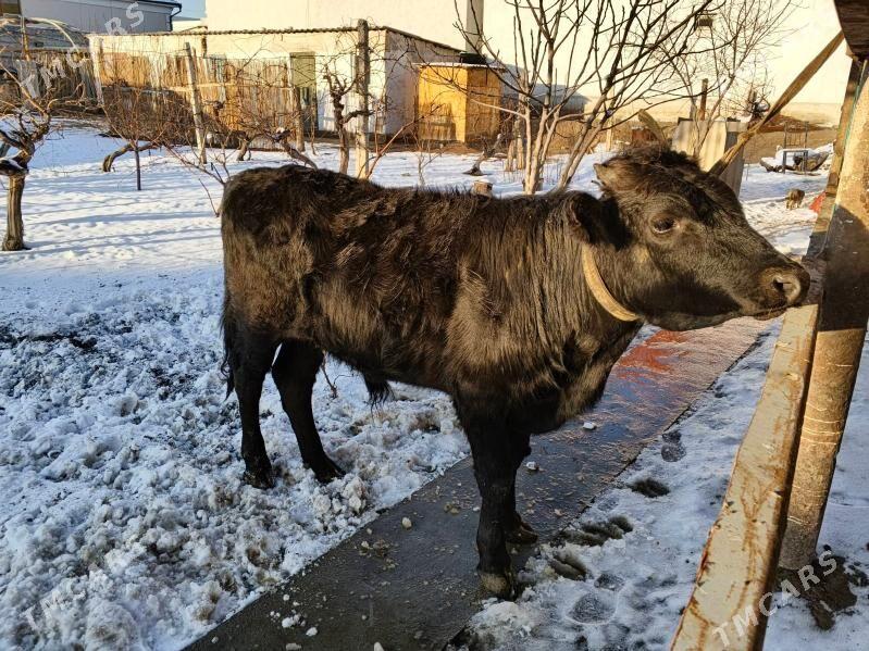 okuz - Gypjak - img 1