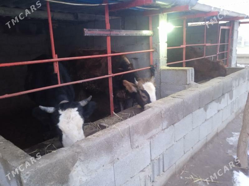 öküz tuwe - Gypjak - img 1