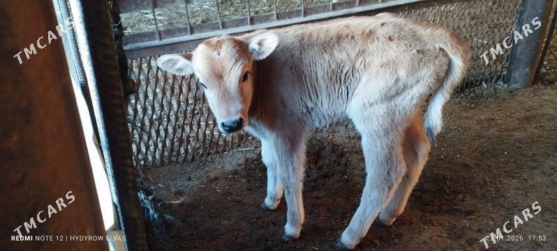 Goleli sygyr - Балканабат - img 1