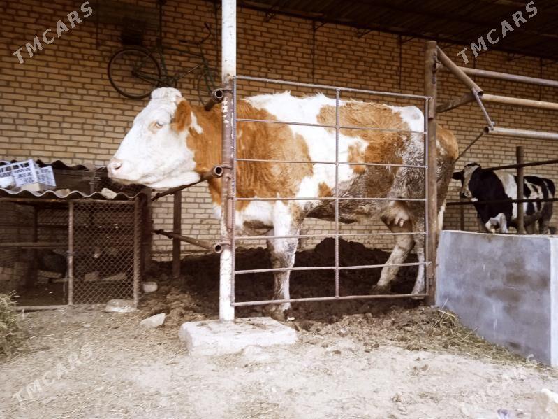 semental sygyr - Халач - img 1