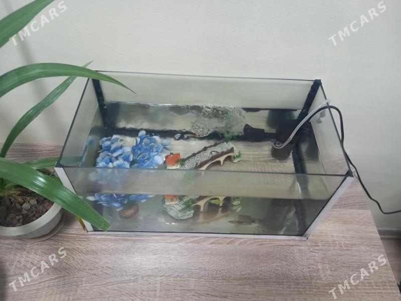 Akwarium - Балканабат - img 1