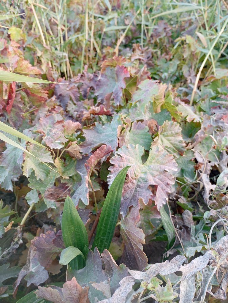 üzüm şitil - Ýaşlyk - img 1