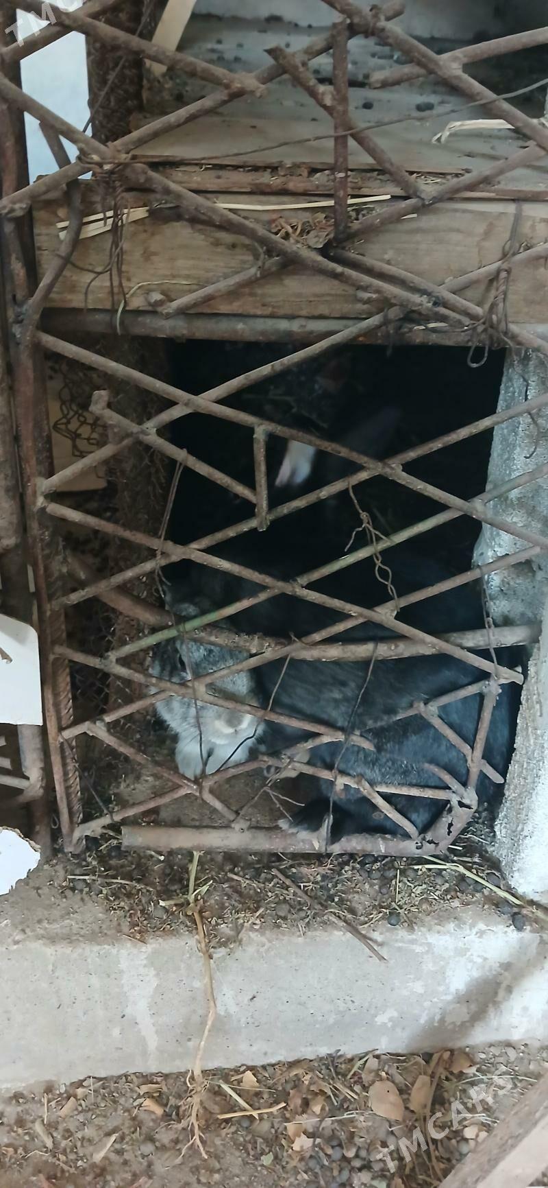 towşan - Jebel - img 1