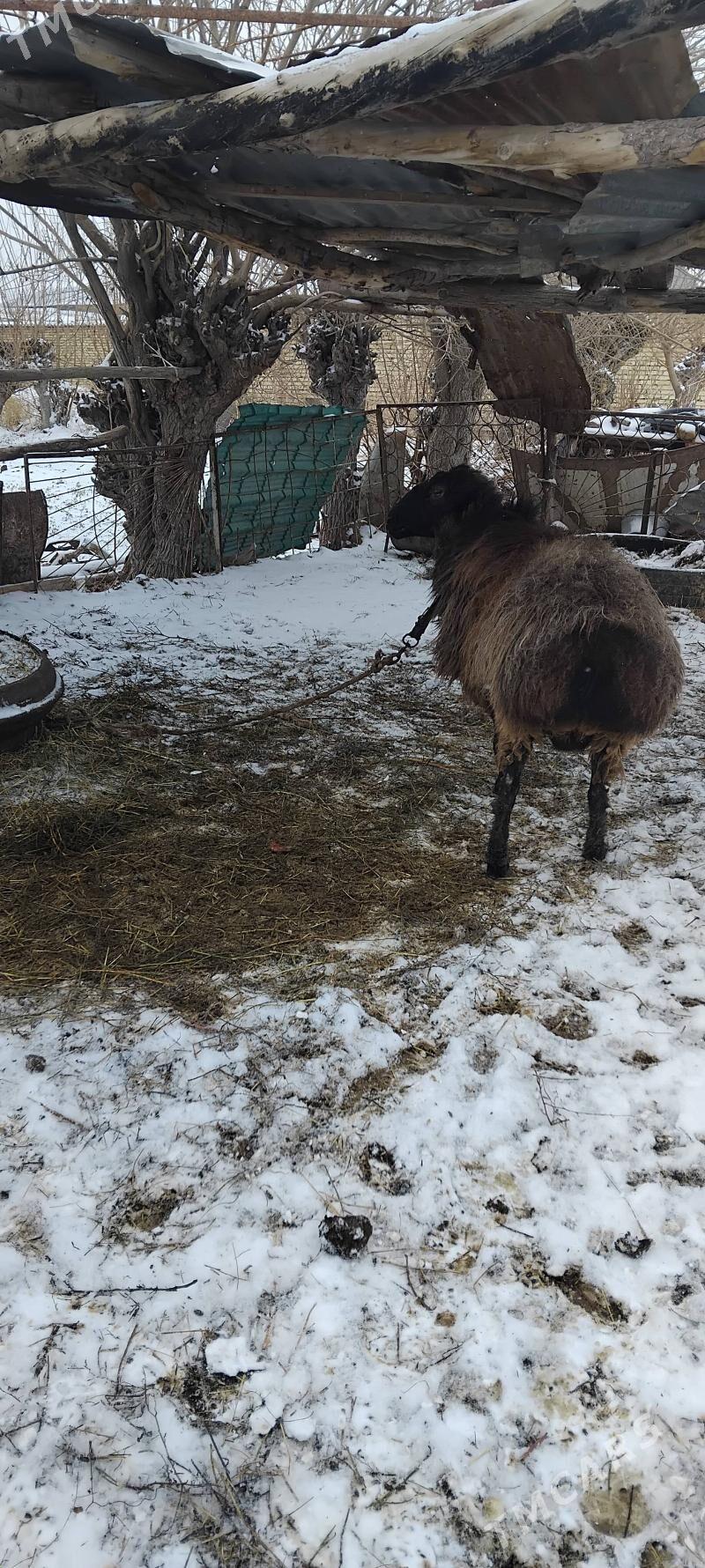 Goc - Çärjew - img 1