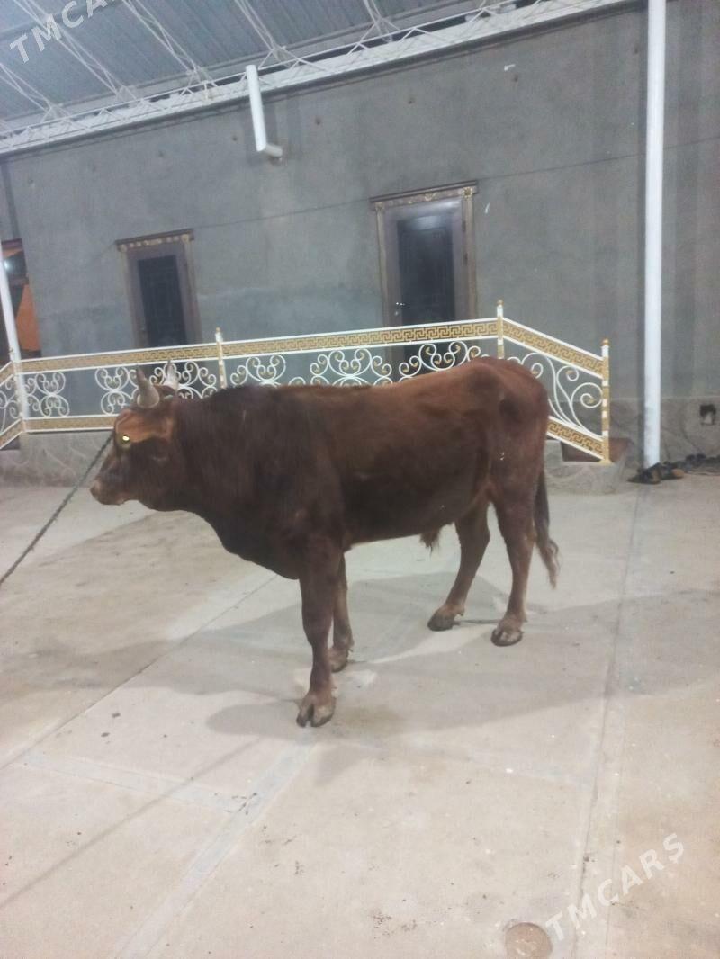 uly òkiz uly gòleli sygyr - Байрамали - img 1