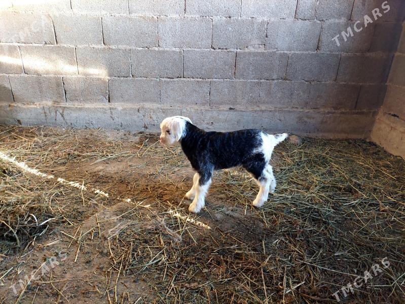 owlak - Bäherden - img 1