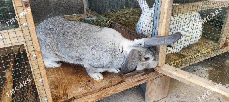 Кролики Towsanlar(Gokdepe) - Ашхабад - img 1