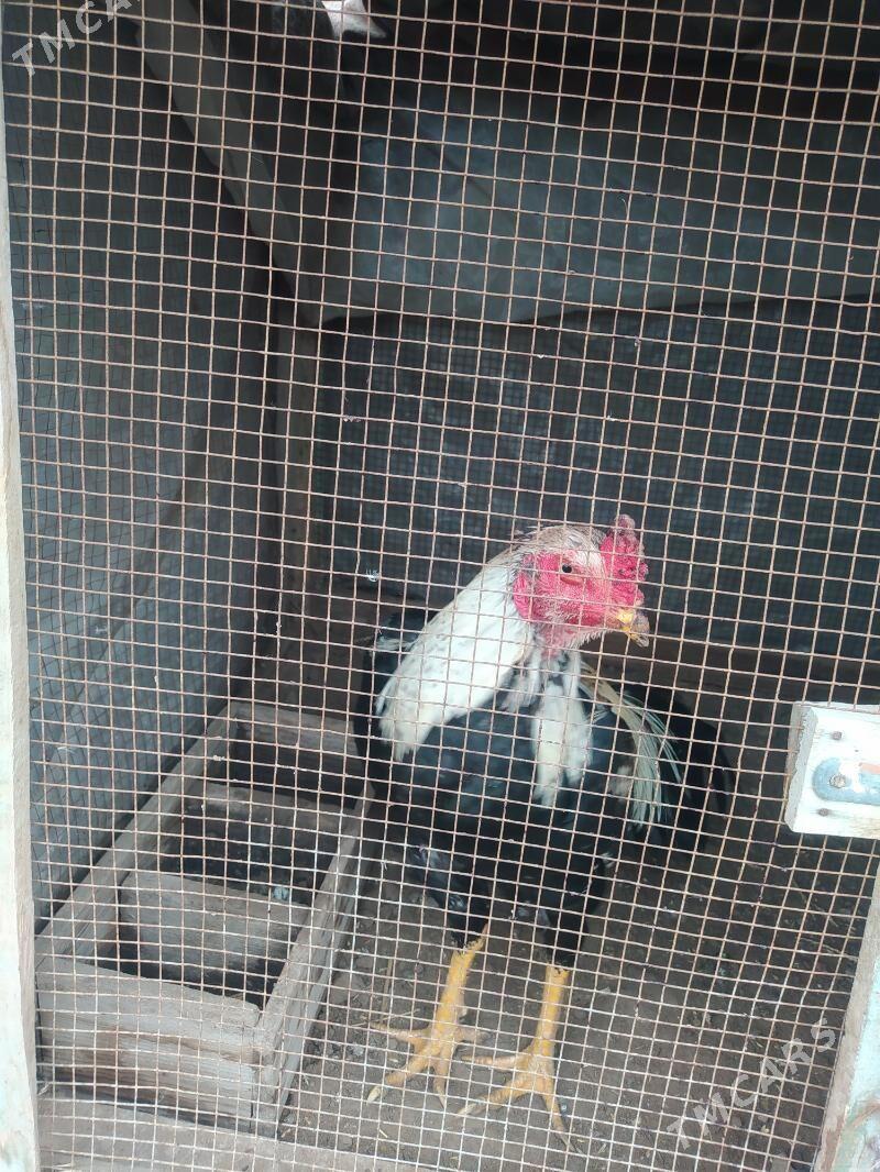 Baýsy horaz - Чарджоу - img 1