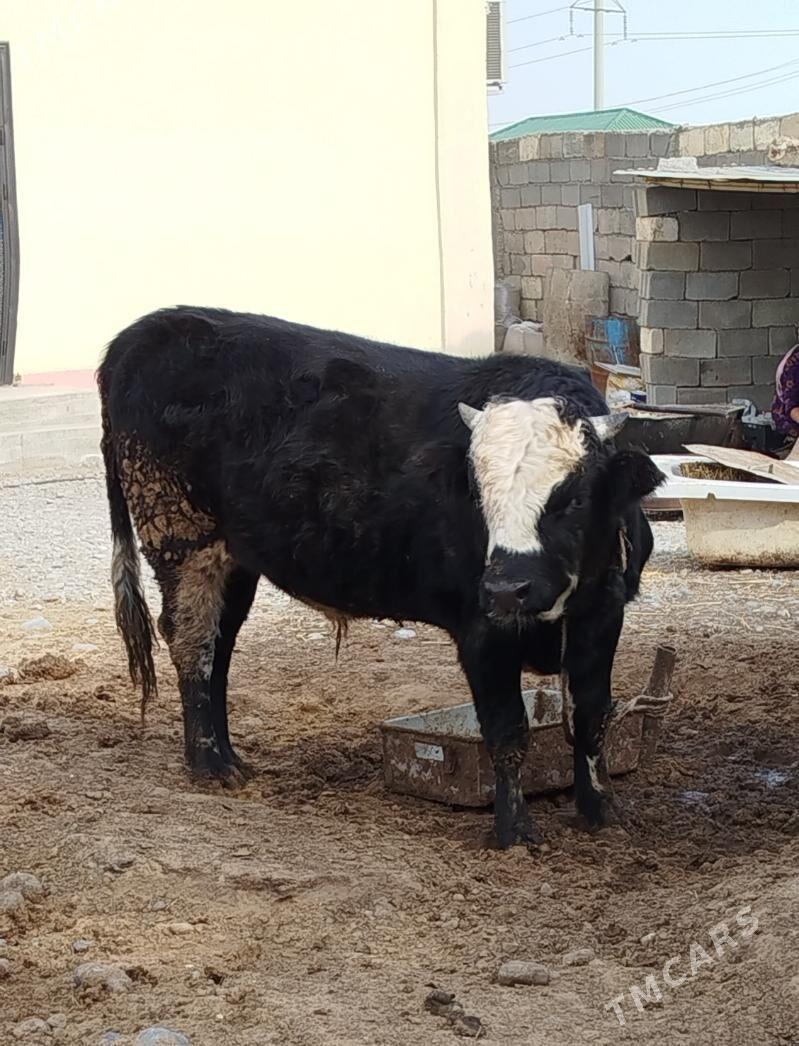 okuz - Çoganly - img 1