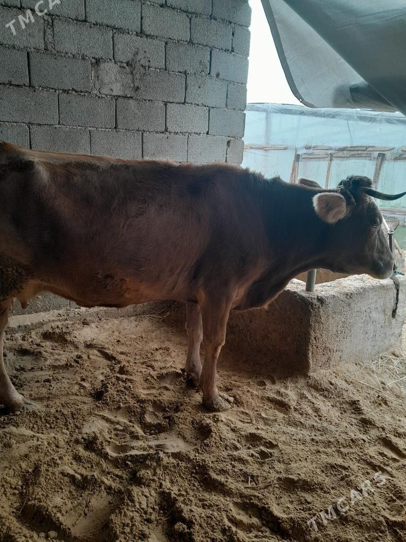 sygyr - Gökdepe - img 1