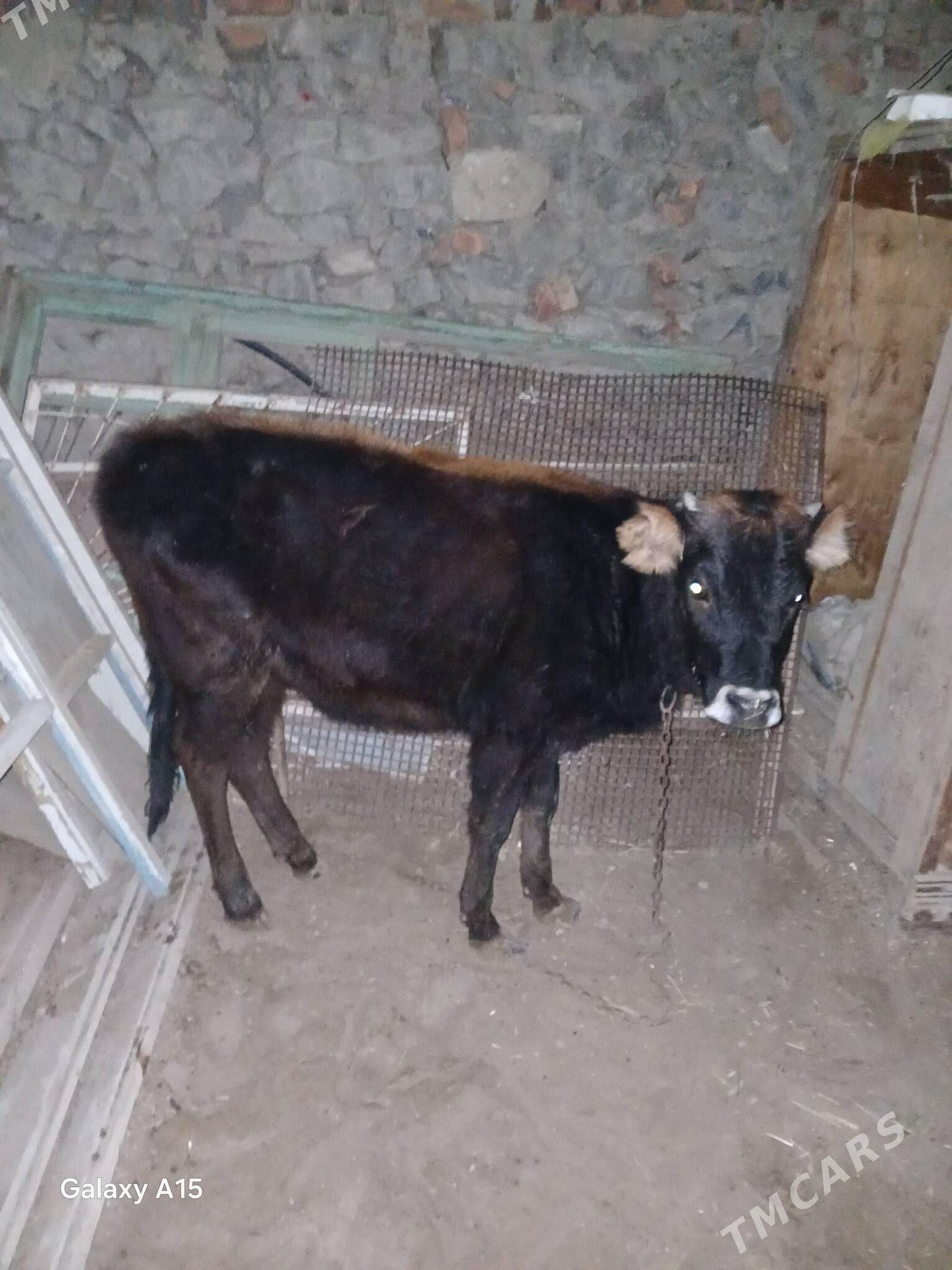 Tuwe - Бахарден - img 1