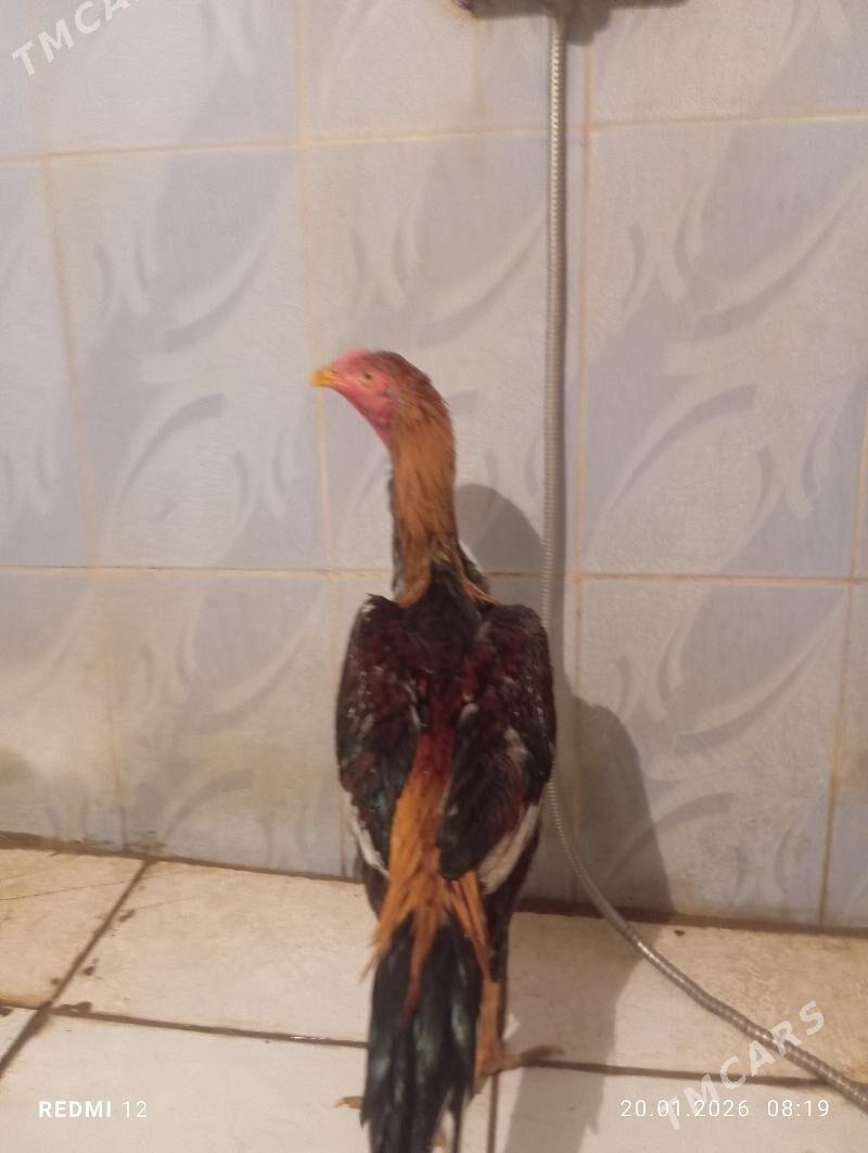 juje - Şabat etr. - img 1