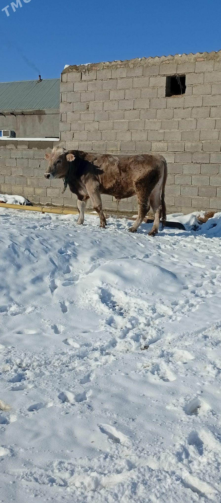 uly okuz sorele - Бахарден - img 1