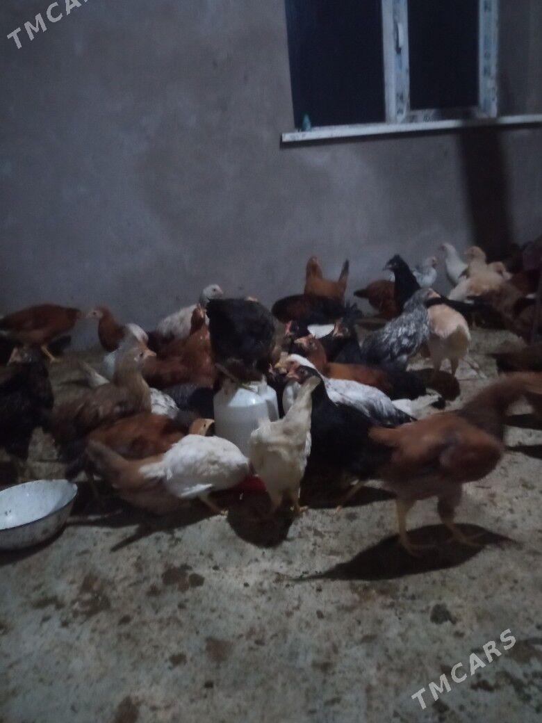 Juje 5nji ayyndandan alan - Керки - img 1