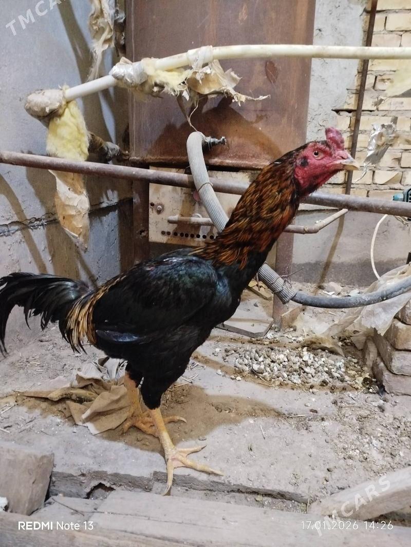 Азил - Türkmenabat - img 1