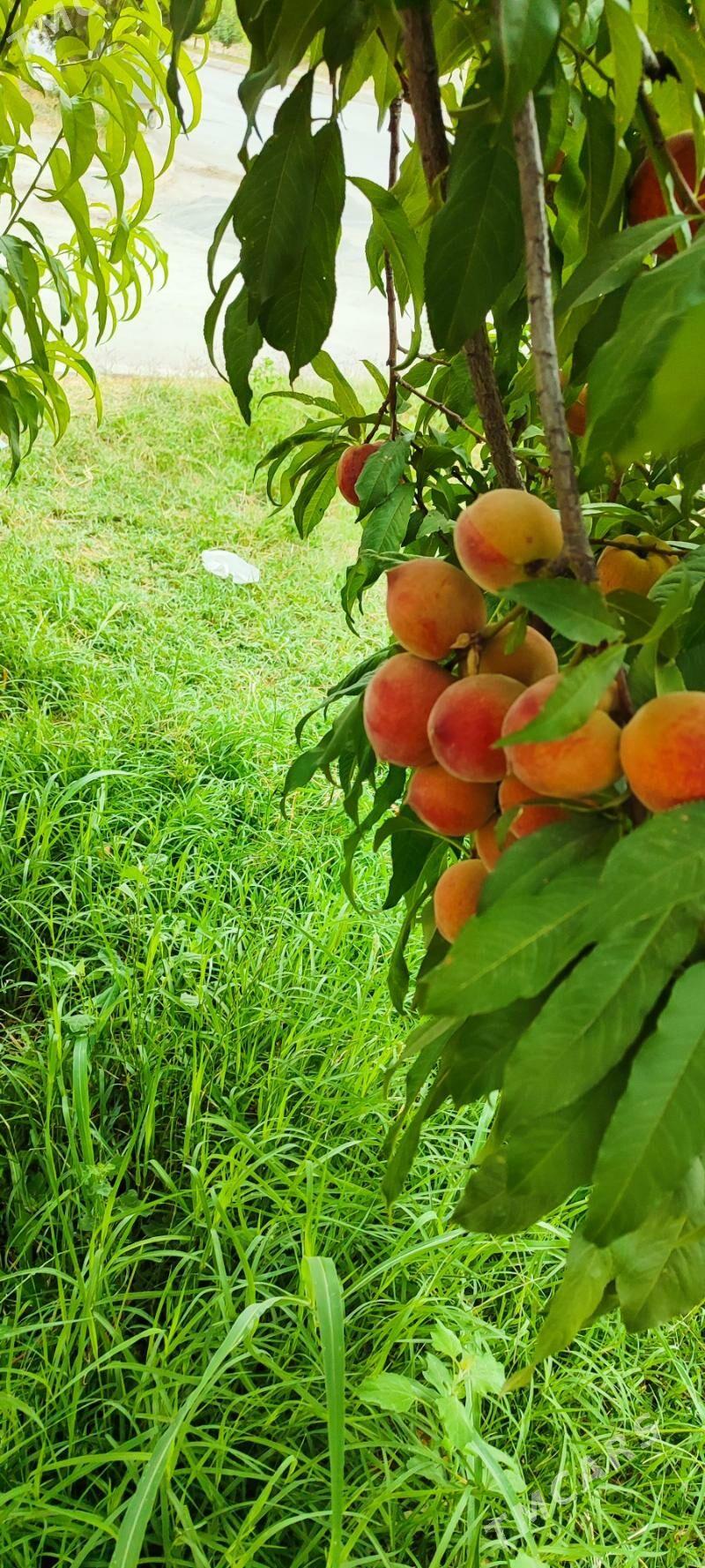 SAÝLAMA ŞETDALY - Gökdepe - img 1