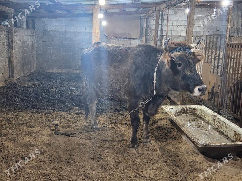 bogaz sgyr - Кëши - img 1