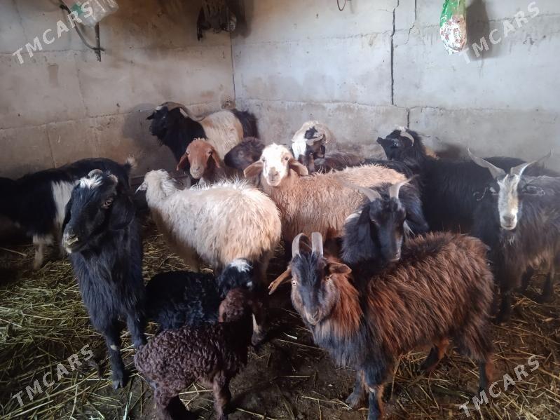 geci - Бахарден - img 1