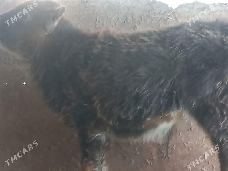 okuzce - Gumdag - img 1