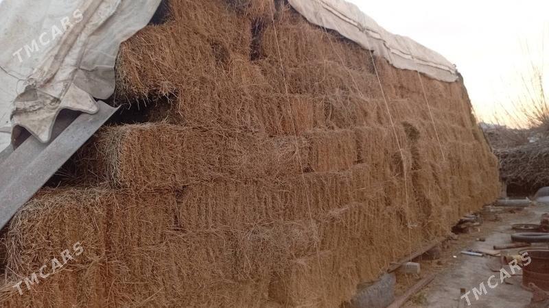 yorunja pres - Bäherden - img 1