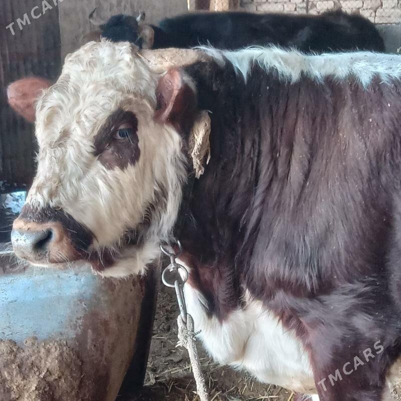 Öküz - Анев - img 1