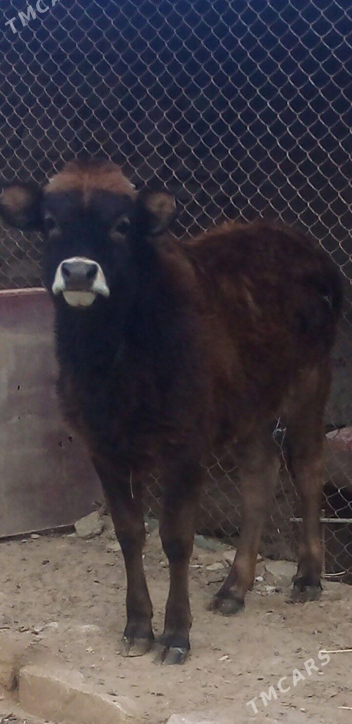 Göle - Туркменбаши - img 1