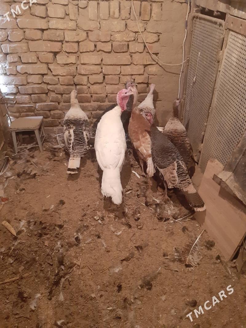 induklar - Мары - img 1