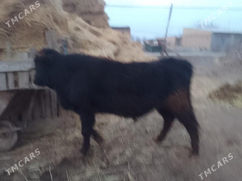 окуз - Çärjew - img 1