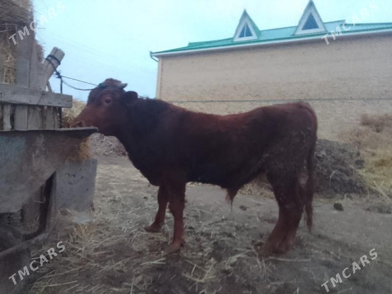 окуз - Çärjew - img 1