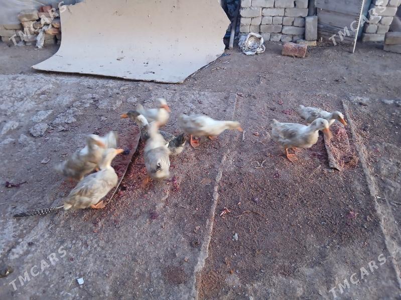 Ordek - Mary - img 1