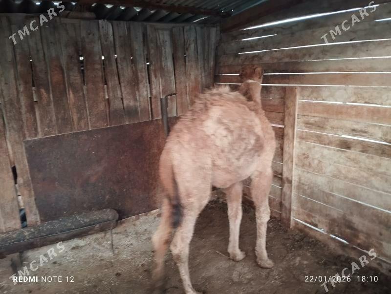 torum - Джебел - img 1