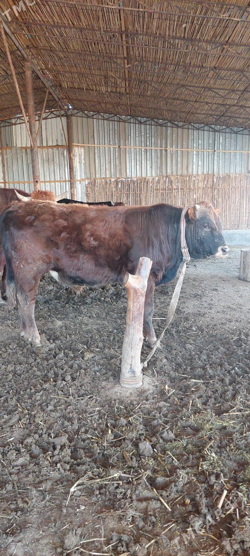 ÖKÜZ - Сакарчага - img 1