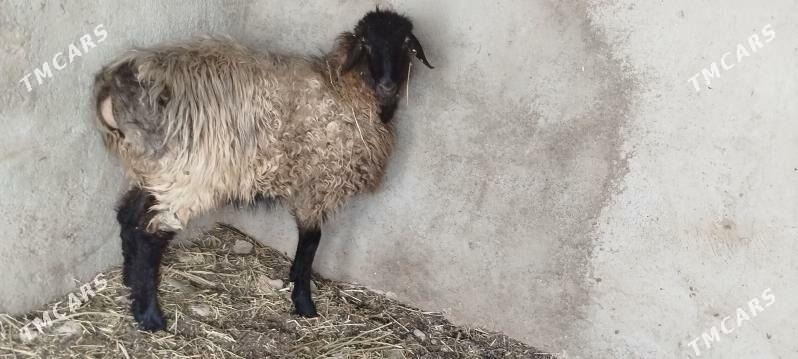 goýun - Büzmeýin - img 1