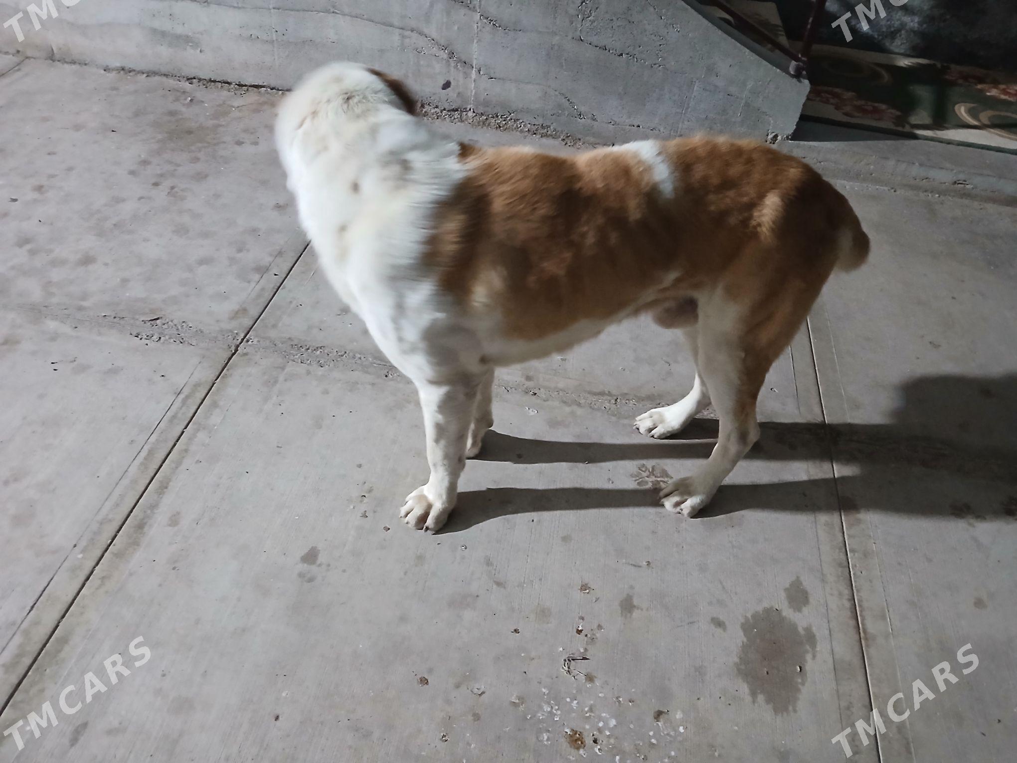 Turkmen Alabaÿ - Babadaýhan - img 1