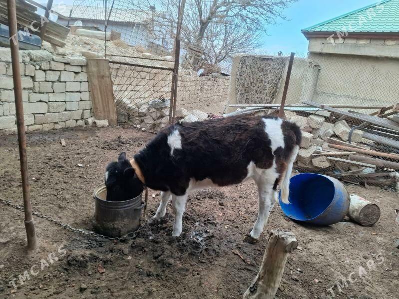 Gole - Туркменбаши - img 1