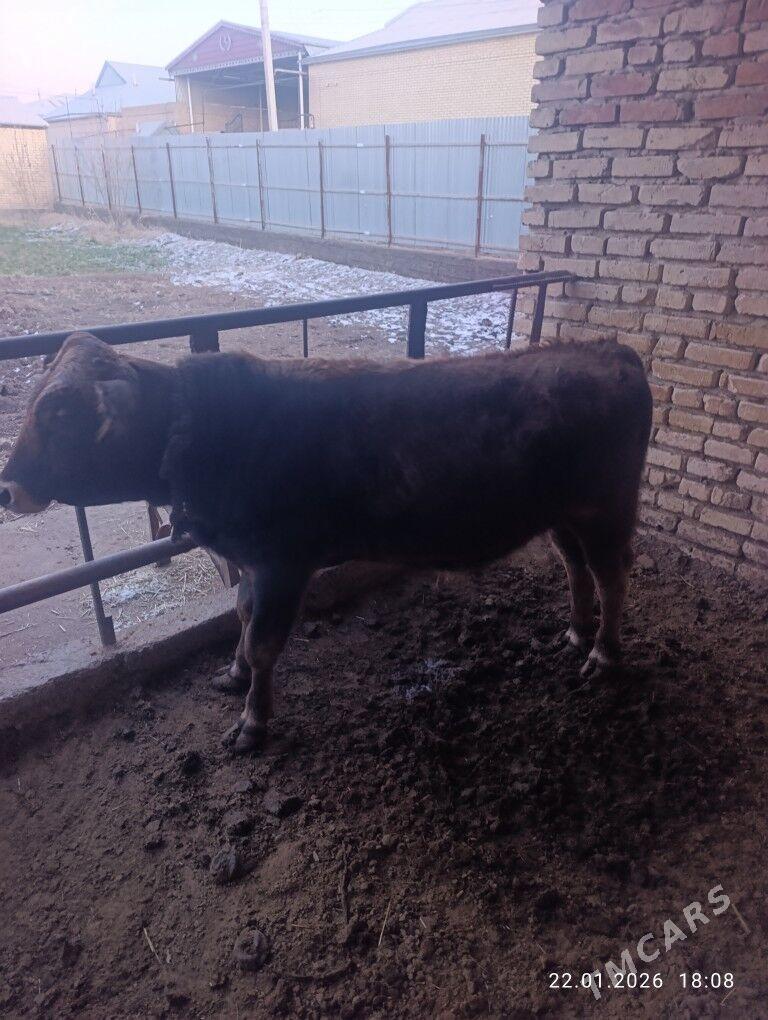 şwest ökiz - Мары - img 1