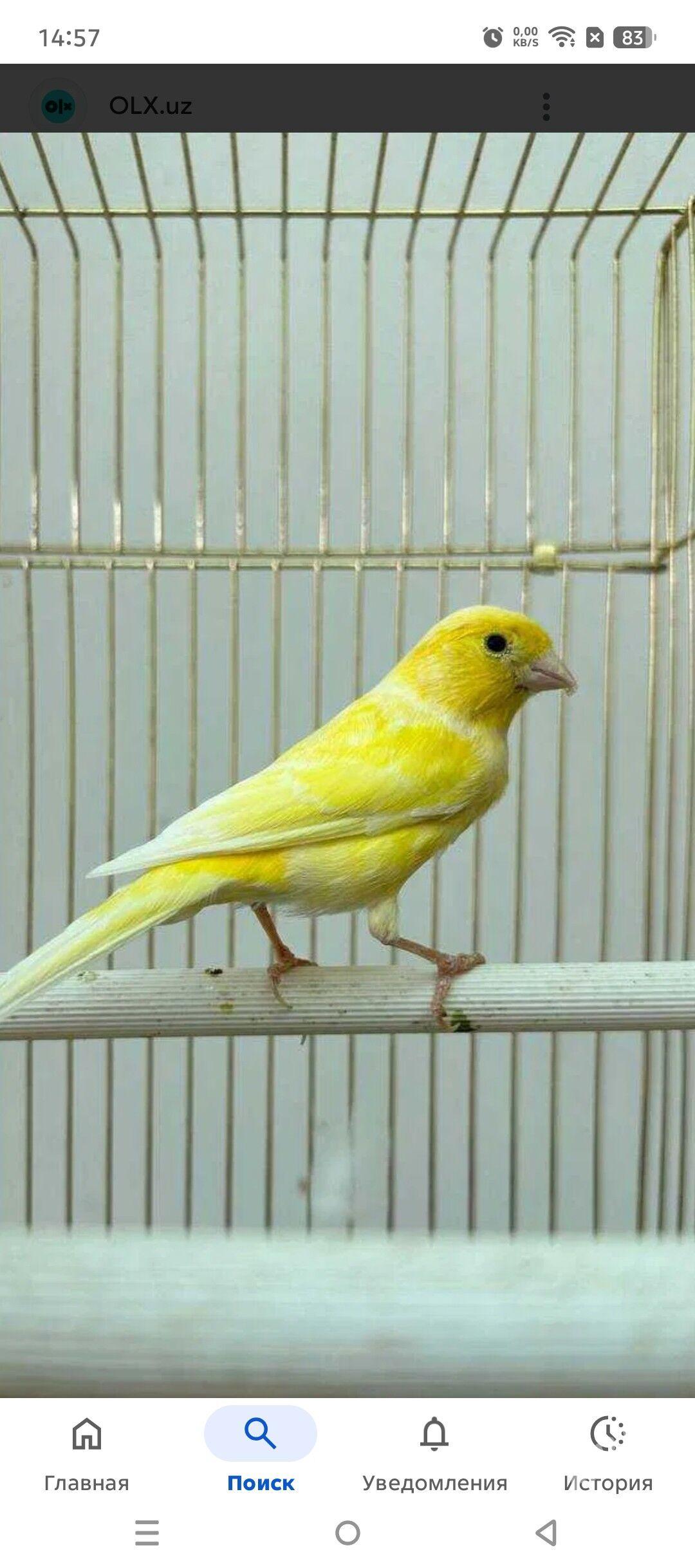 канарейка - Türkmenabat - img 1