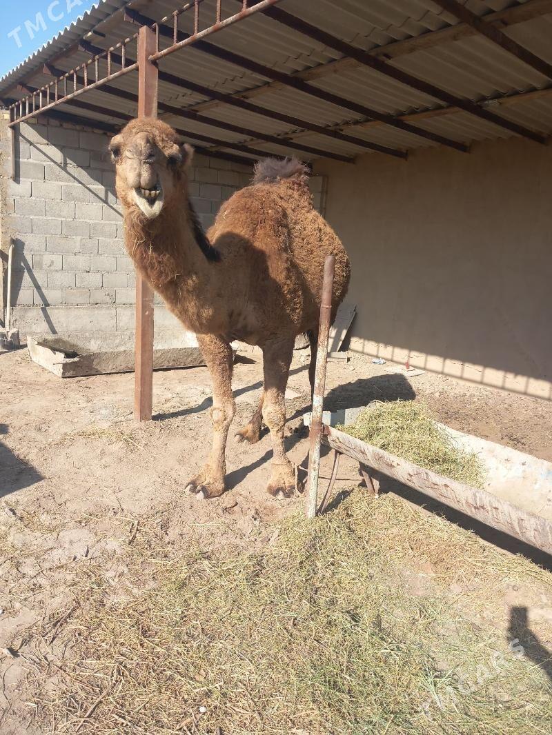 Duye - Кака - img 1