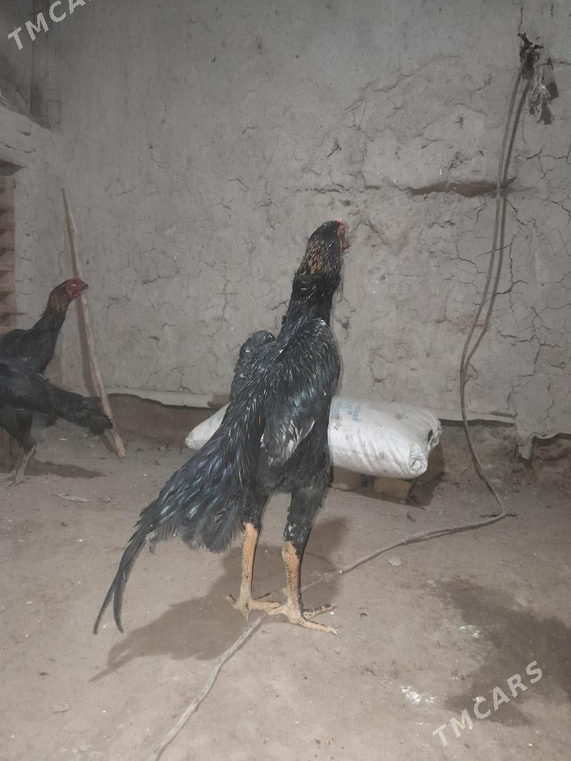 БАЕЦ ХОРАЗ - Şabat etr. - img 1